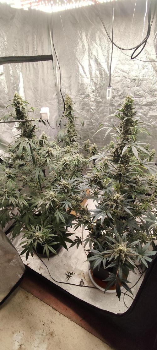4/20 grow. Week 8