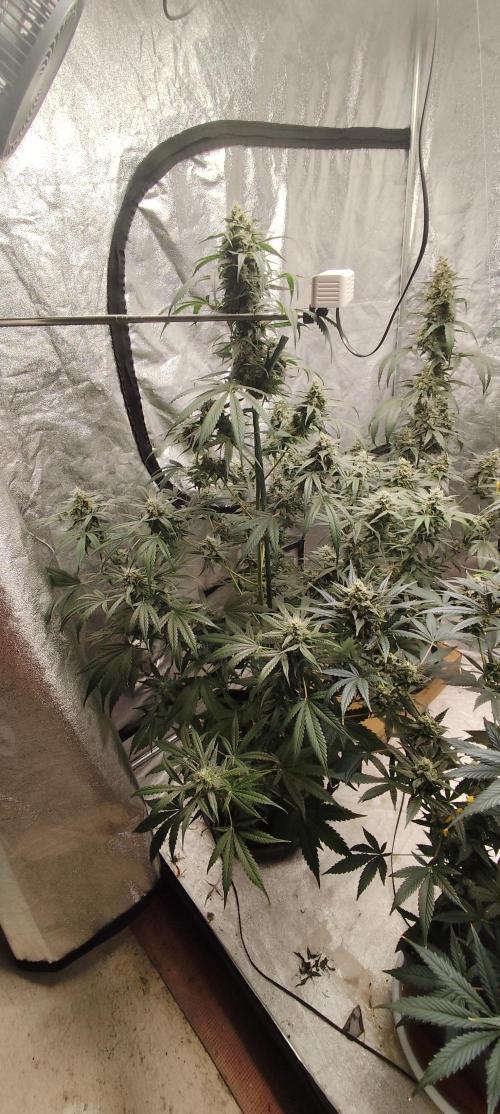 4/20 grow. Week 8