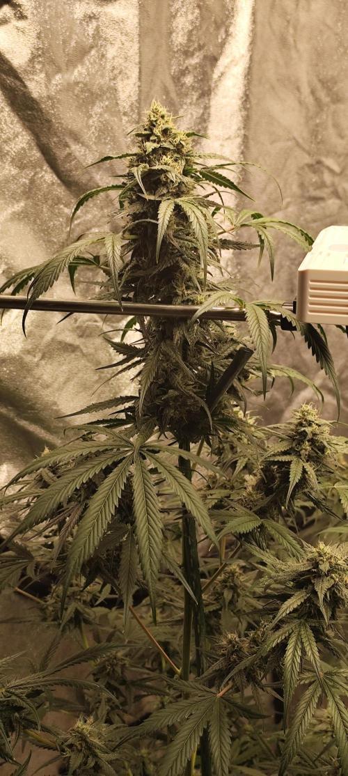 4/20 grow. Week 8 - West Coast OG x Gelatto 41