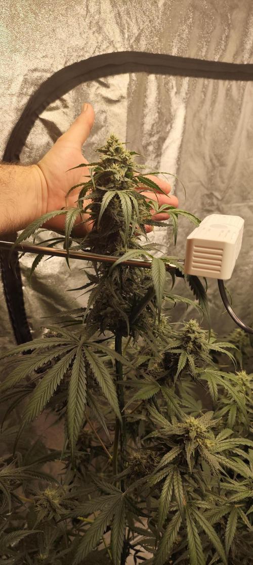 4/20 grow. Week 8 - West Coast OG x Gelatto 41