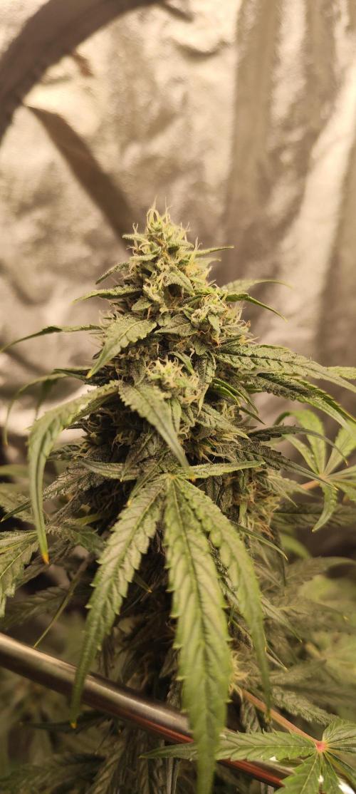 4/20 grow. Week 8 - West Coast OG x Gelatto 41
