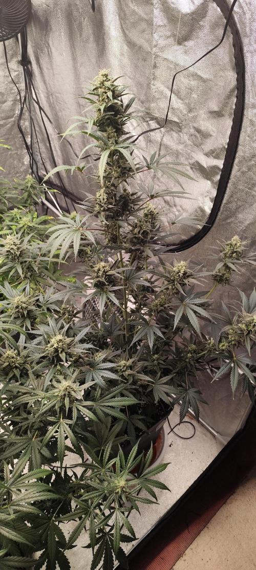 4/20 grow. Week 8 - Banana Cream Cake