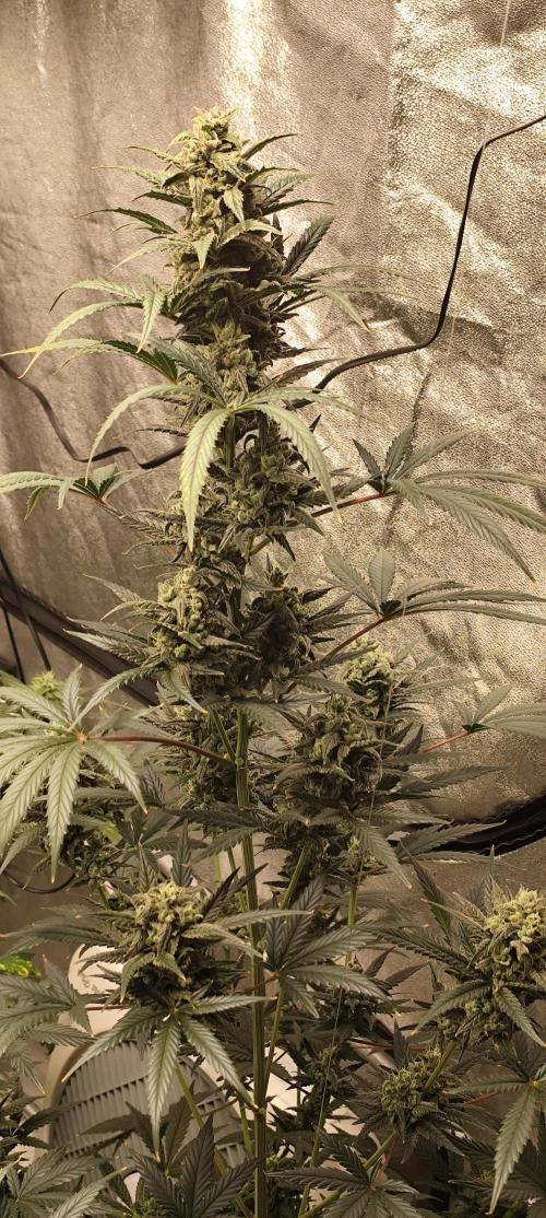 4/20 grow. Week 8 - Banana Cream Cake