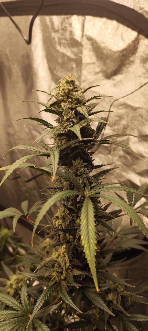 4/20 grow. Week 8 - Banana Cream Cake