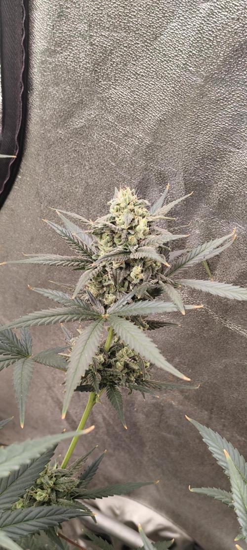 4/20 grow. Week 8 - Banana Cream Cake