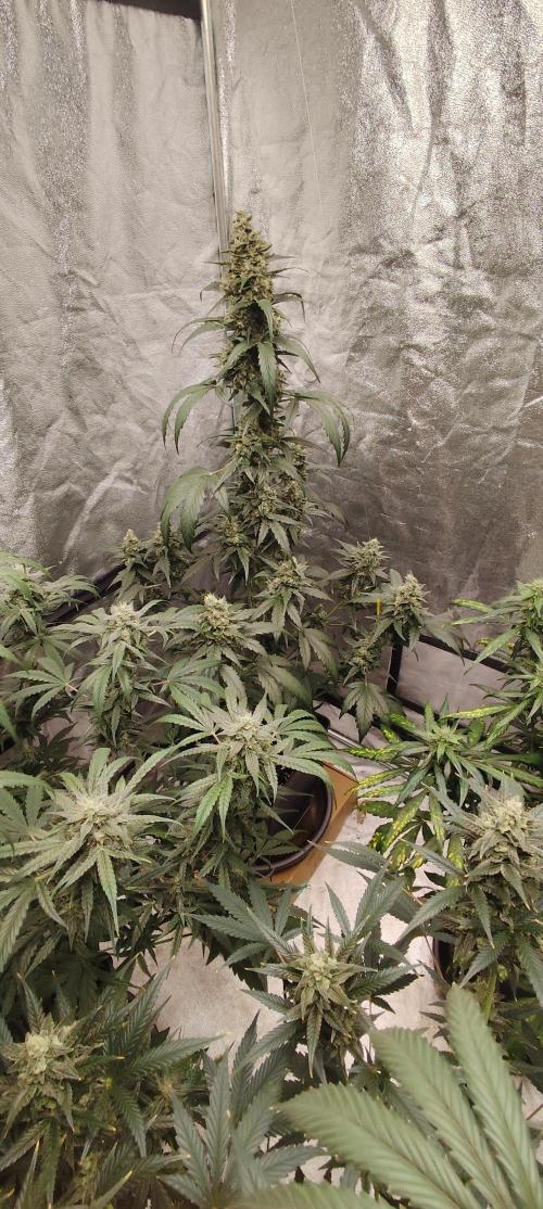 4/20 grow. Week 8 - Interchillactic