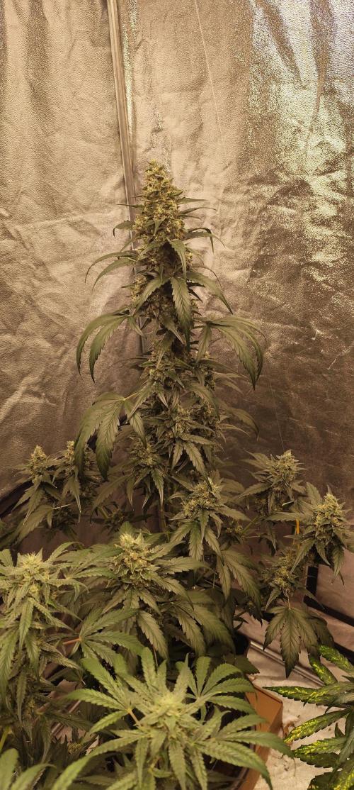 4/20 grow. Week 8 - Interchillactic
