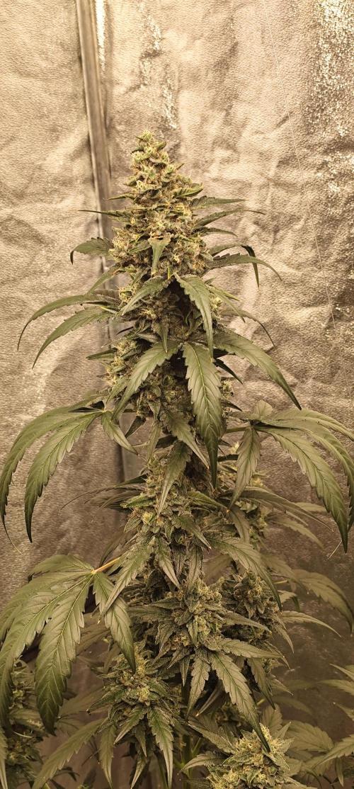 4/20 grow. Week 8 - Interchillactic