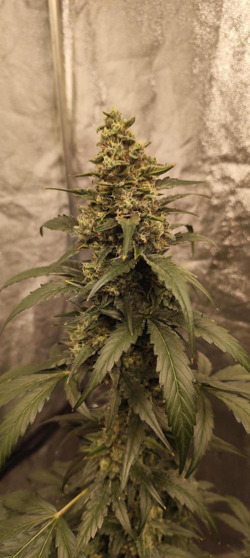 4/20 grow. Week 8 - Interchillactic