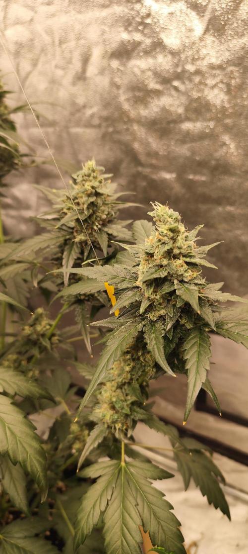 4/20 grow. Week 8 - Interchillactic