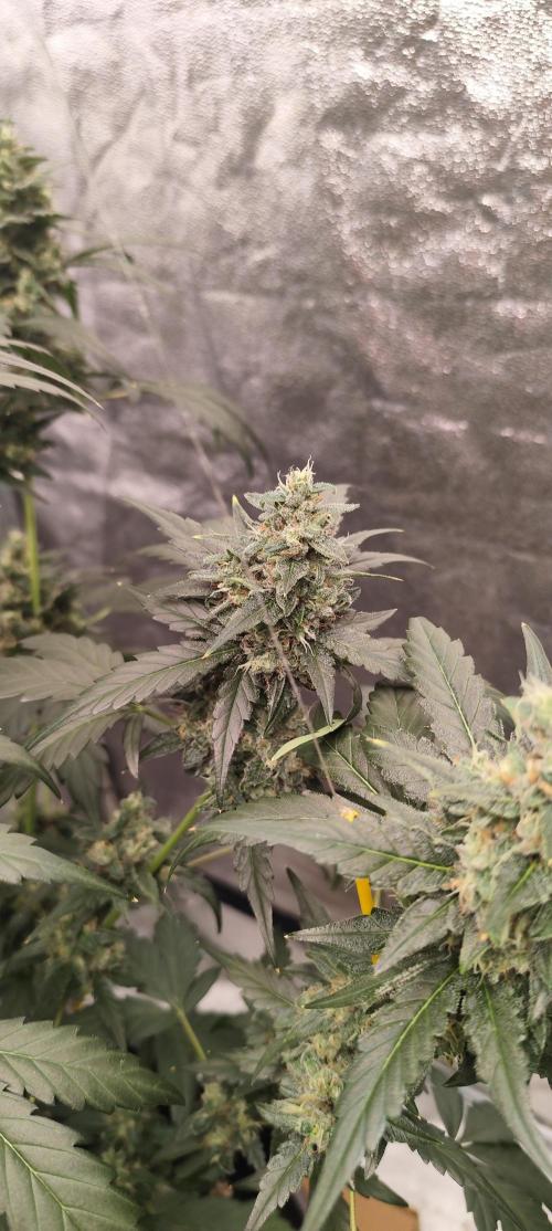 4/20 grow. Week 8 - Interchillactic