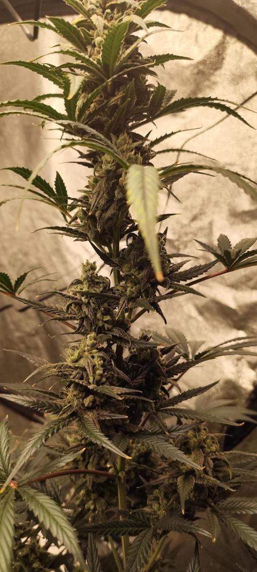 4/20 grow. Week 8 - Banana Cream Cake