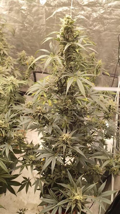 4/20 grow