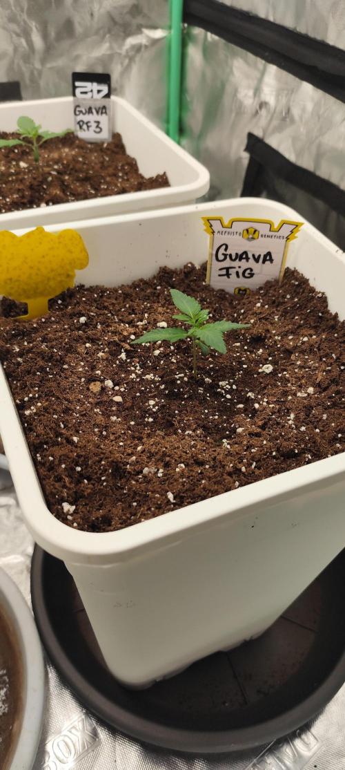 Guava Run. Week 1