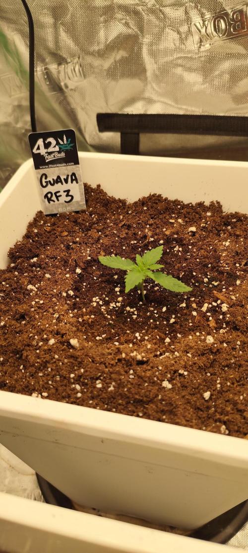 Guava Run. Week 1