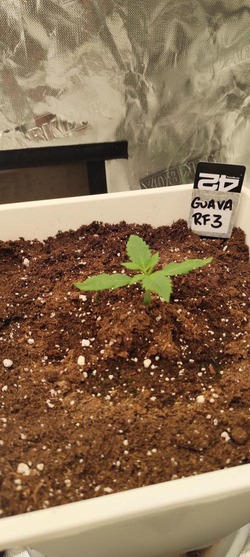 Guava Run. Week 1