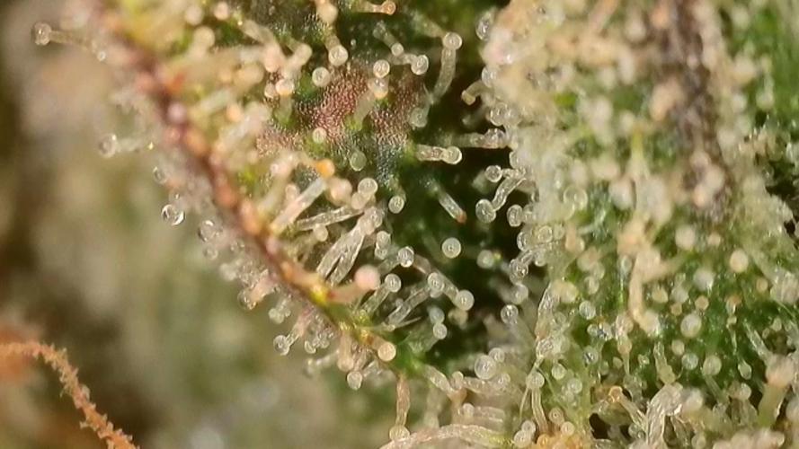 4/20 grow. Week 9 - Interchillactic