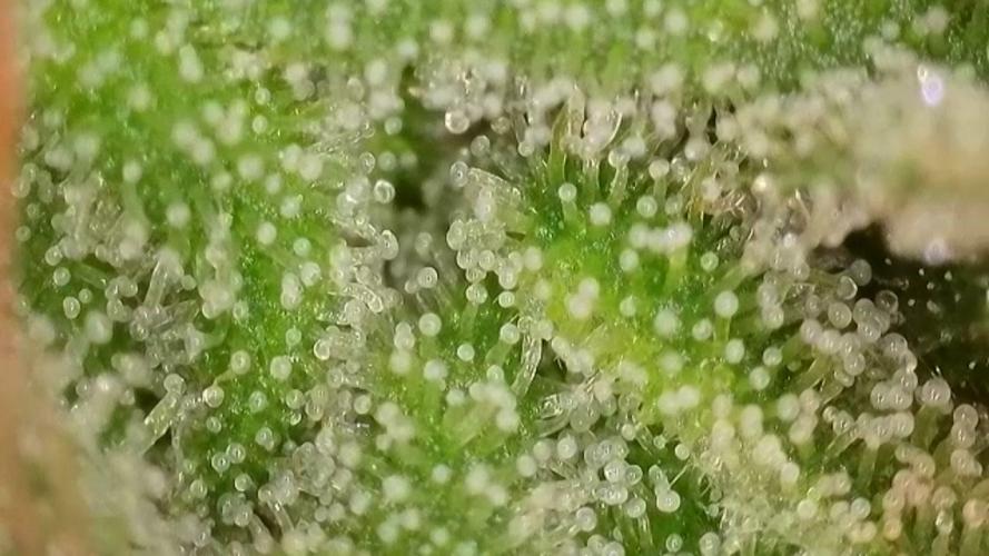 4/20 grow. Week 9 - Interchillactic