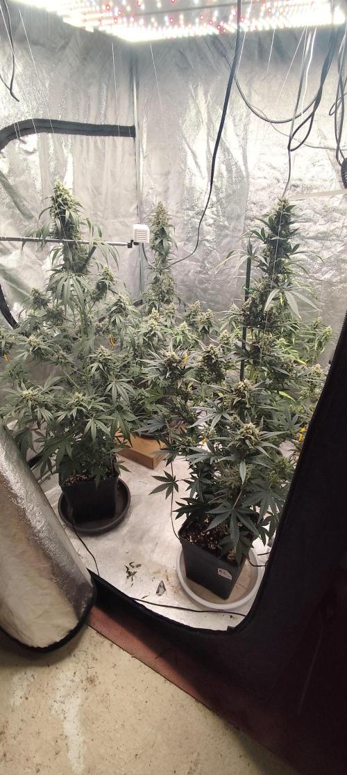 4/20 grow. Week 9