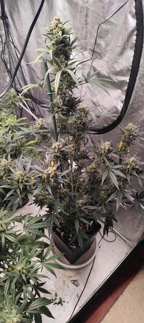 4/20 grow. Week 9 - Banana Cream Cake