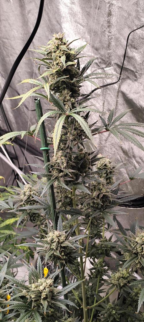 4/20 grow. Week 9 - Banana Cream Cake