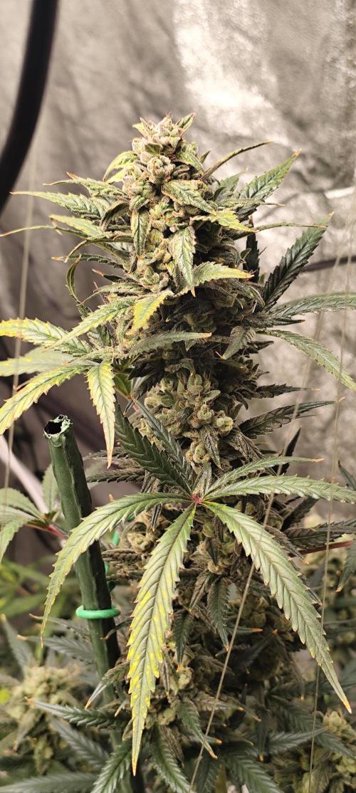 4/20 grow. Week 9 - Banana Cream Cake