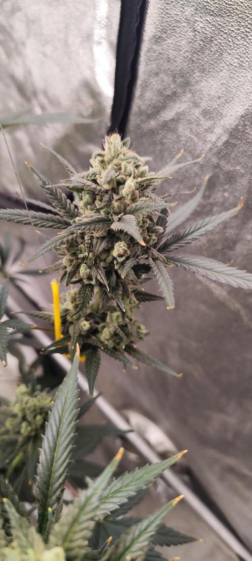 4/20 grow. Week 9 - Banana Cream Cake