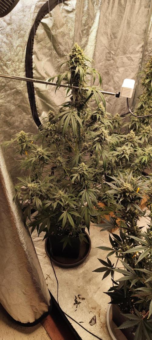4/20 grow. Week 9 - West Coast OG x Gelatto 41