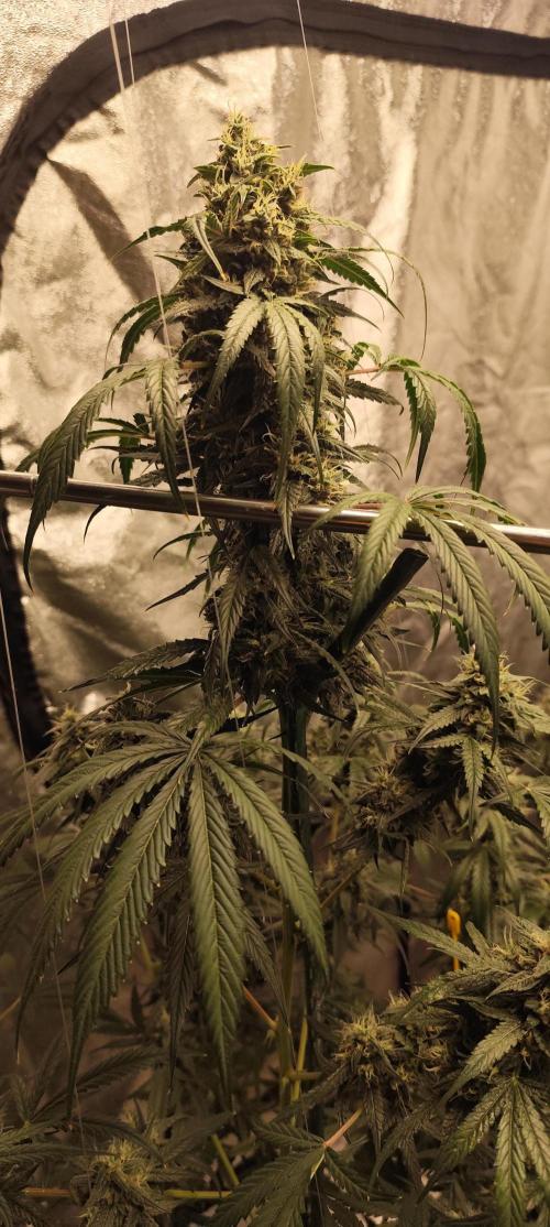 4/20 grow. Week 9 - West Coast OG x Gelatto 41