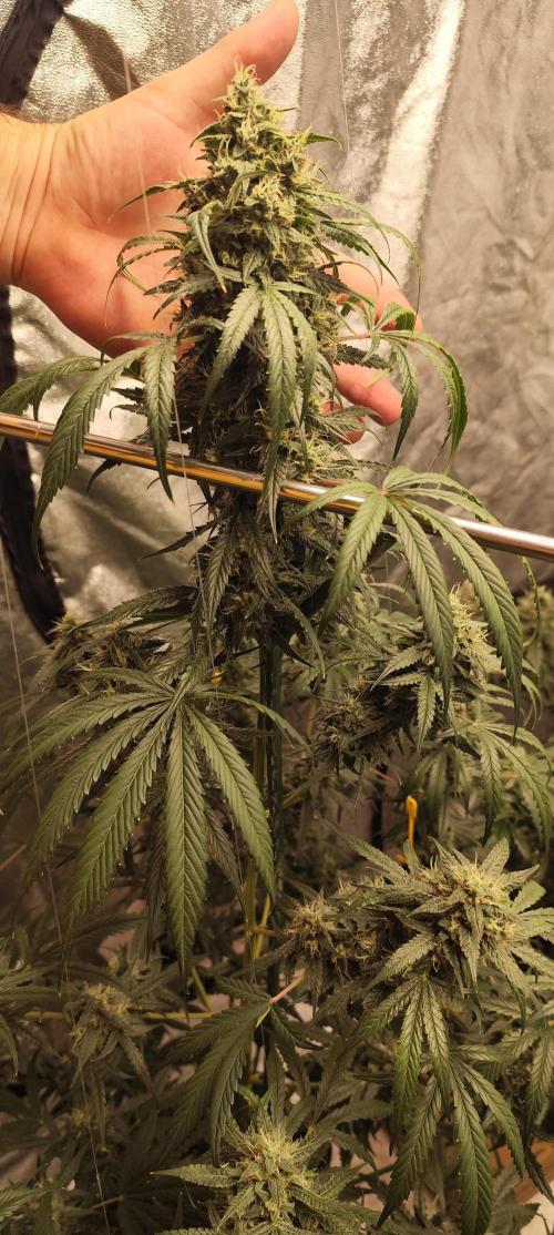 4/20 grow. Week 9 - West Coast OG x Gelatto 41