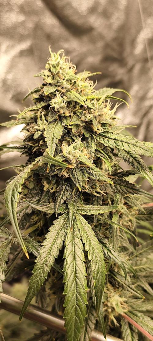 4/20 grow. Week 9 - West Coast OG x Gelatto 41