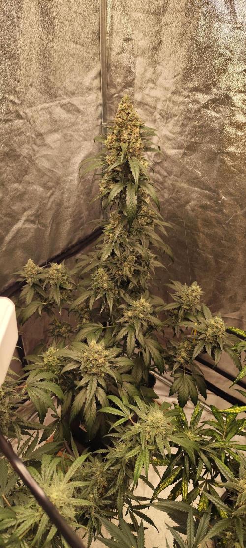 4/20 grow. Week 9 - Interchillactic