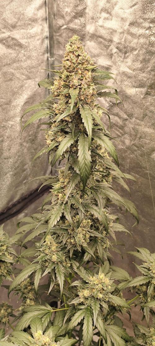 4/20 grow. Week 9 - Interchillactic