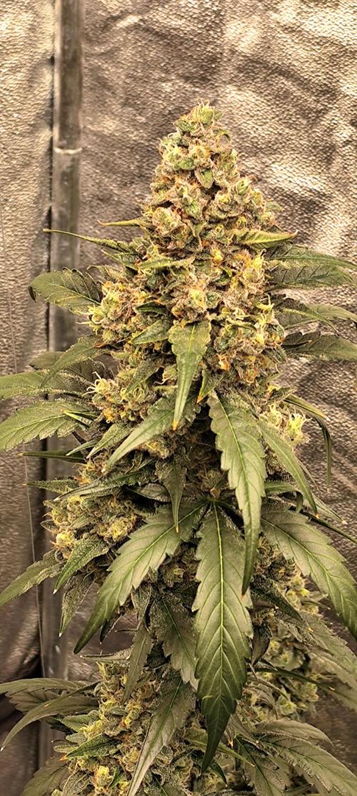 4/20 grow. Week 9 - Interchillactic