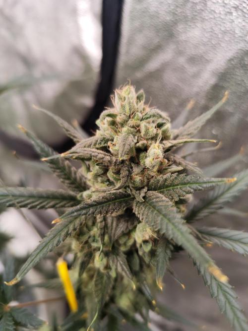 4/20 grow. Week 9 - Banana Cream Cake
