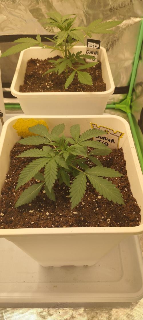 Guava Run. Week 2 - Guava Fig