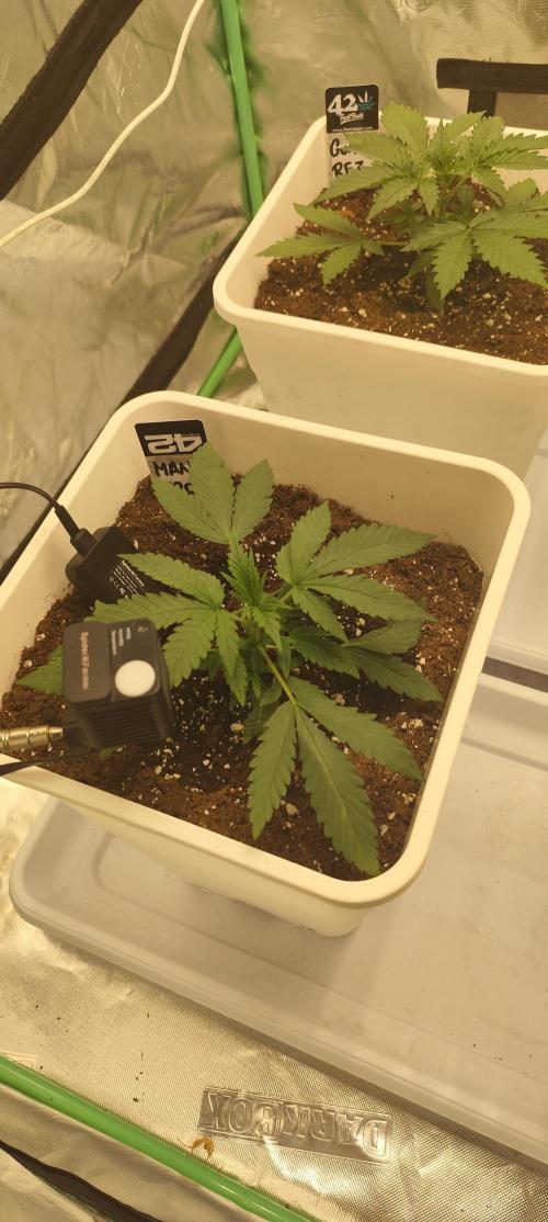 Guava Run. Week 2 - Mango Frost