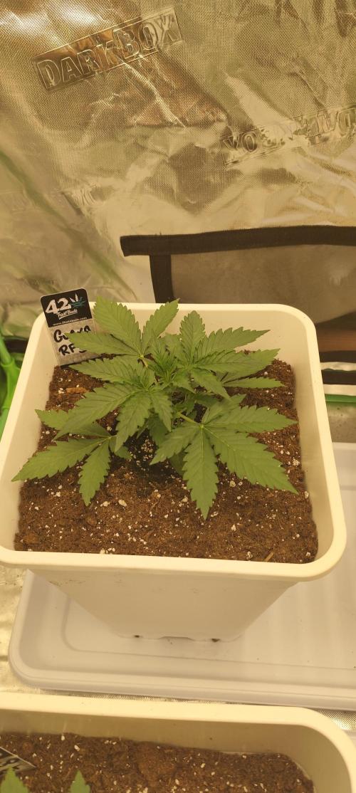 Guava Run. Week 2 - Guava rf3
