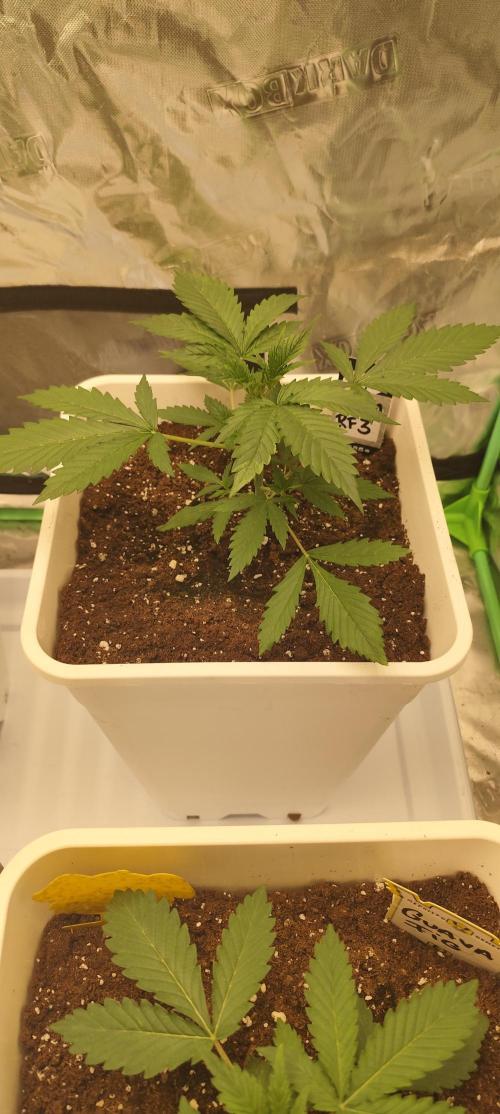 Guava Run. Week 2 - Guava rf3