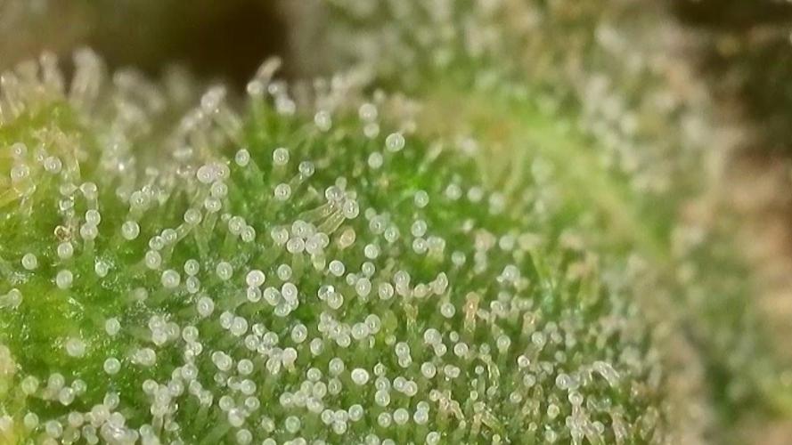 4/20 grow. Week 10 - Banana cream cake peak THC