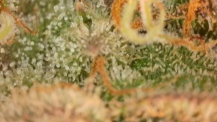4/20 grow. Week 10 - Interchillactic
