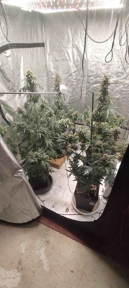 4/20 grow. Week 10