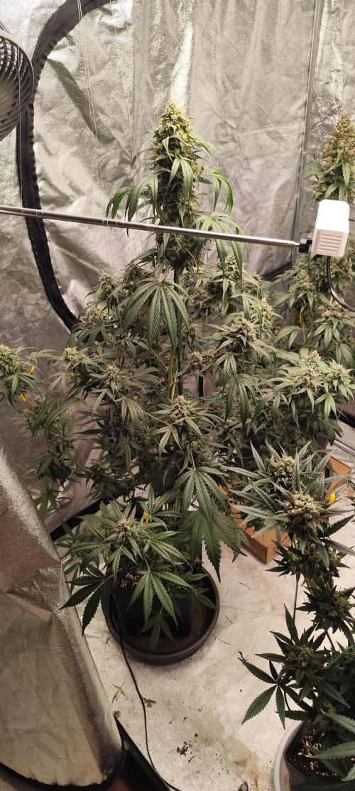4/20 grow. Week 10 - West Coast OG x Gelatto 41