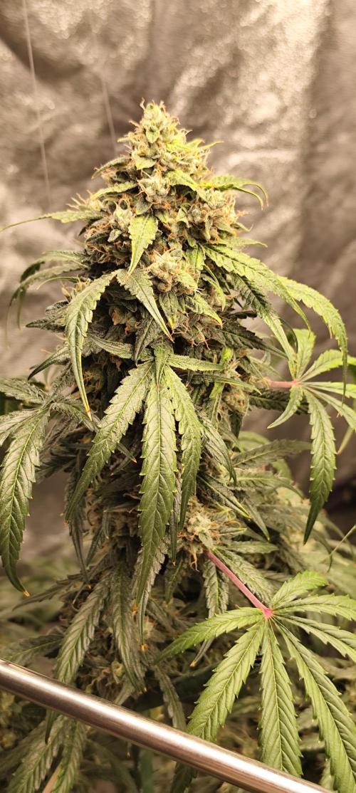 4/20 grow. Week 10 - West Coast OG x Gelatto 41