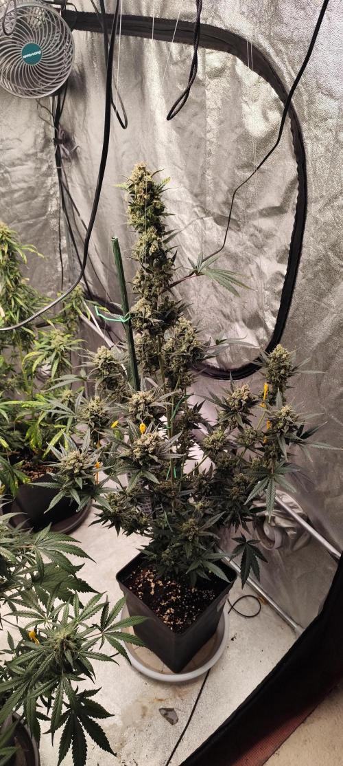 4/20 grow. Week 10 - Banana cream cake