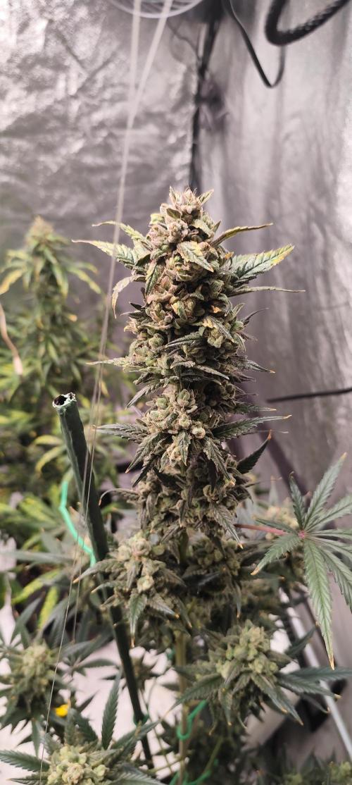 4/20 grow. Week 10 - Banana cream cake