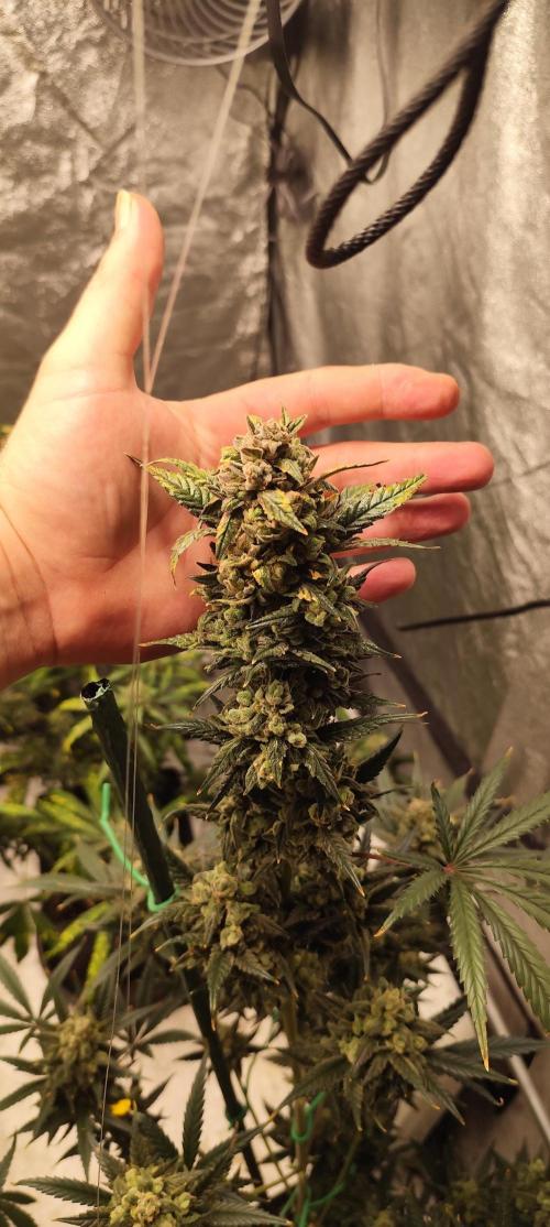 4/20 grow. Week 10 - Banana cream cake