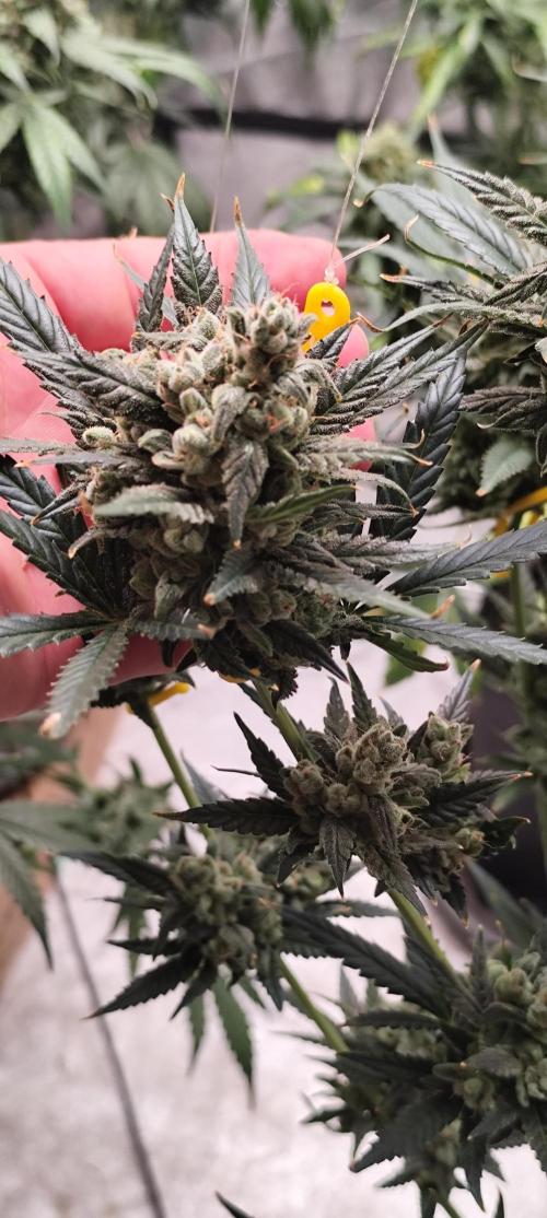 4/20 grow. Week 10 - Banana cream cake