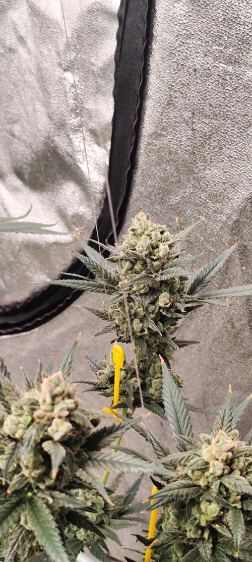4/20 grow. Week 10 - Banana cream cake