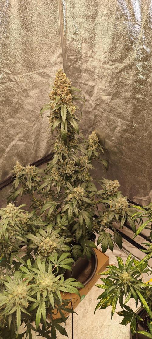 4/20 grow. Week 10 - Interchillactic